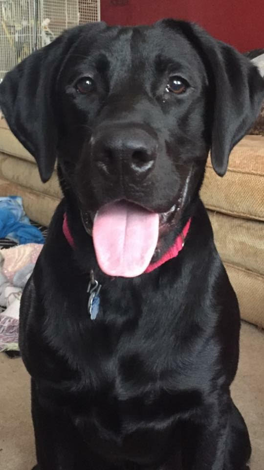 black lab